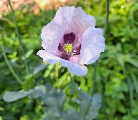 In Den Gaerten 公寓 Spelle