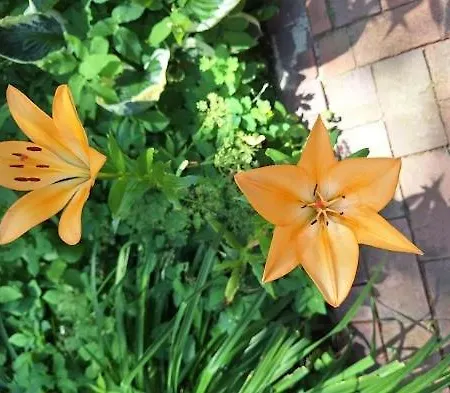 In Den Gaerten Spelle